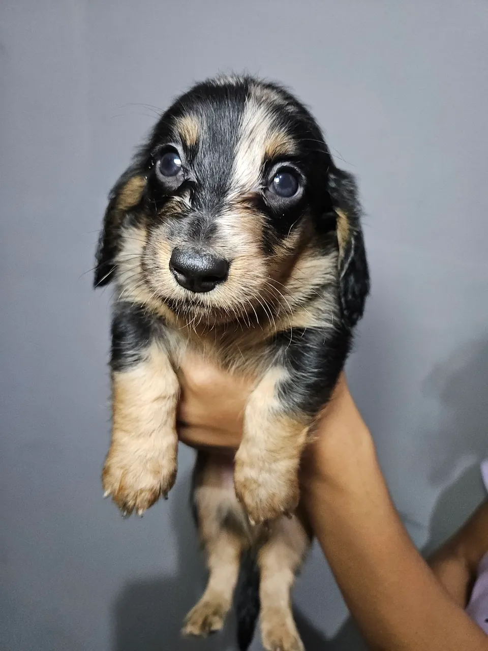 Filhote de Dachshund Miniatura