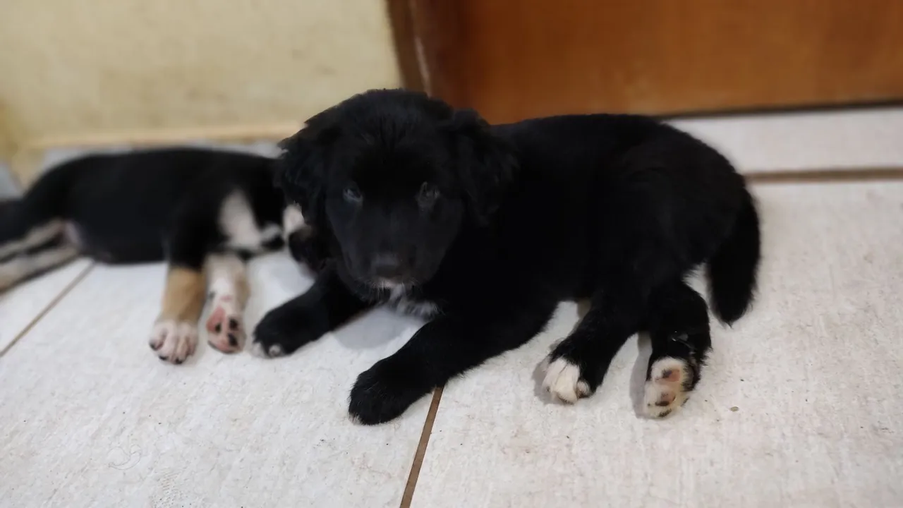 Filhotes Border Collie com Husky Siberiano