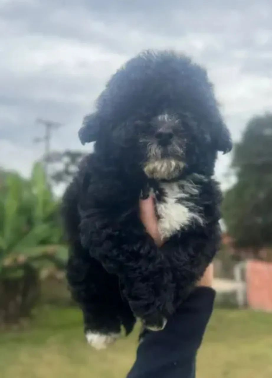 Filhote de Poodle dia das mães zap (85)99990.2592