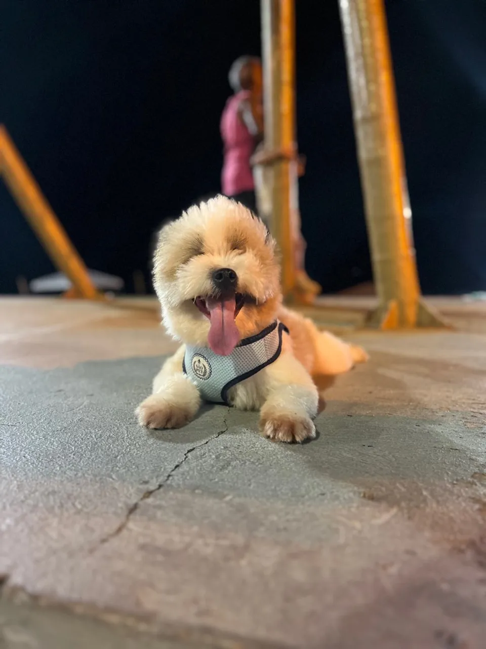 Filhote shih tzu, amável e lindo