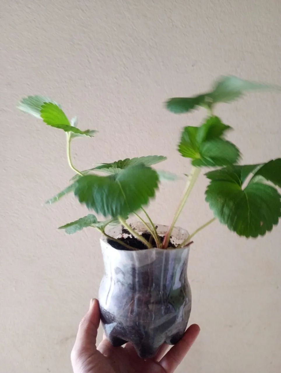 Venda de mudas de morango! - Foto 5