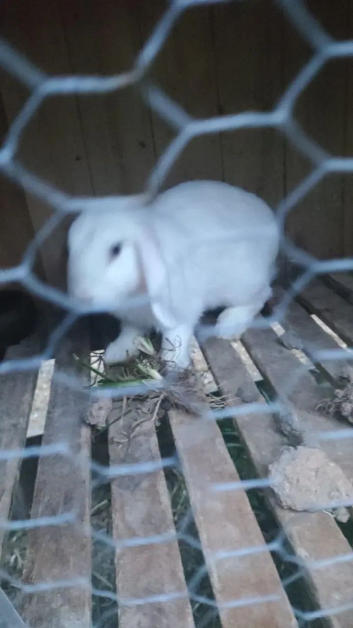 OPORTUNIDADE! MATRIZ (MINI COELHO) MINI LOP - OLHOS AZUIS - Foto 2