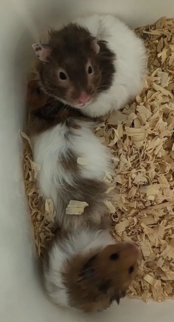 Hamster sírio  - Foto 4