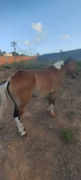 Cavalo testado de carroça e montada  - Foto 5