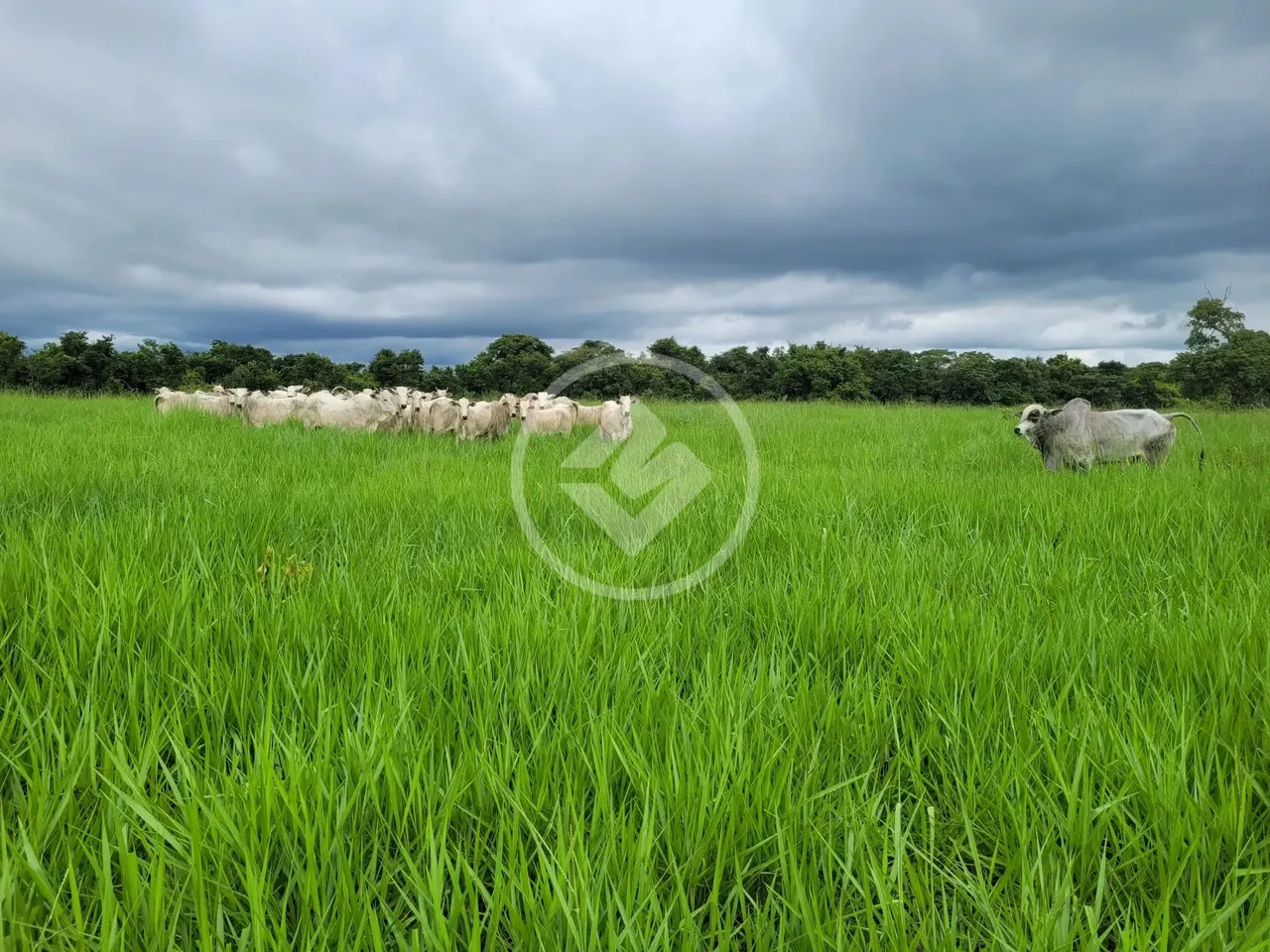 SÍTIO À VENDA EM CUIABÁ 31 HECTARES PRÓXIMO A CIDADE EXCELENTE OPORTUNIDADE R$ 1.500.000,0