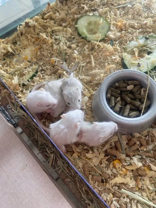 Esquilo da Mongólia Gerbil  - Foto 3