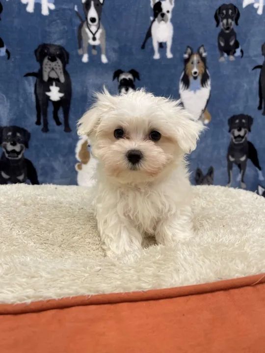 Maltês sem lagrima acida, super pequenos e com excelente saúde 