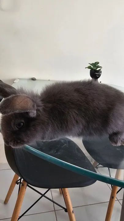 Mini coelho - Foto 4