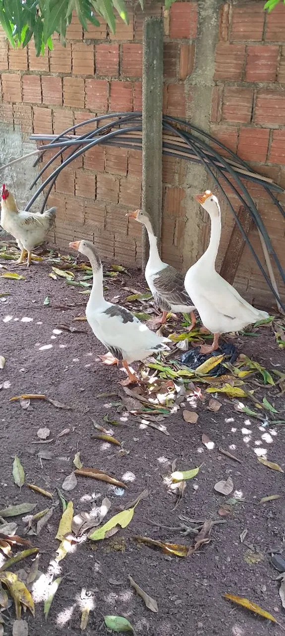 Gansos um macho duas fêmeas