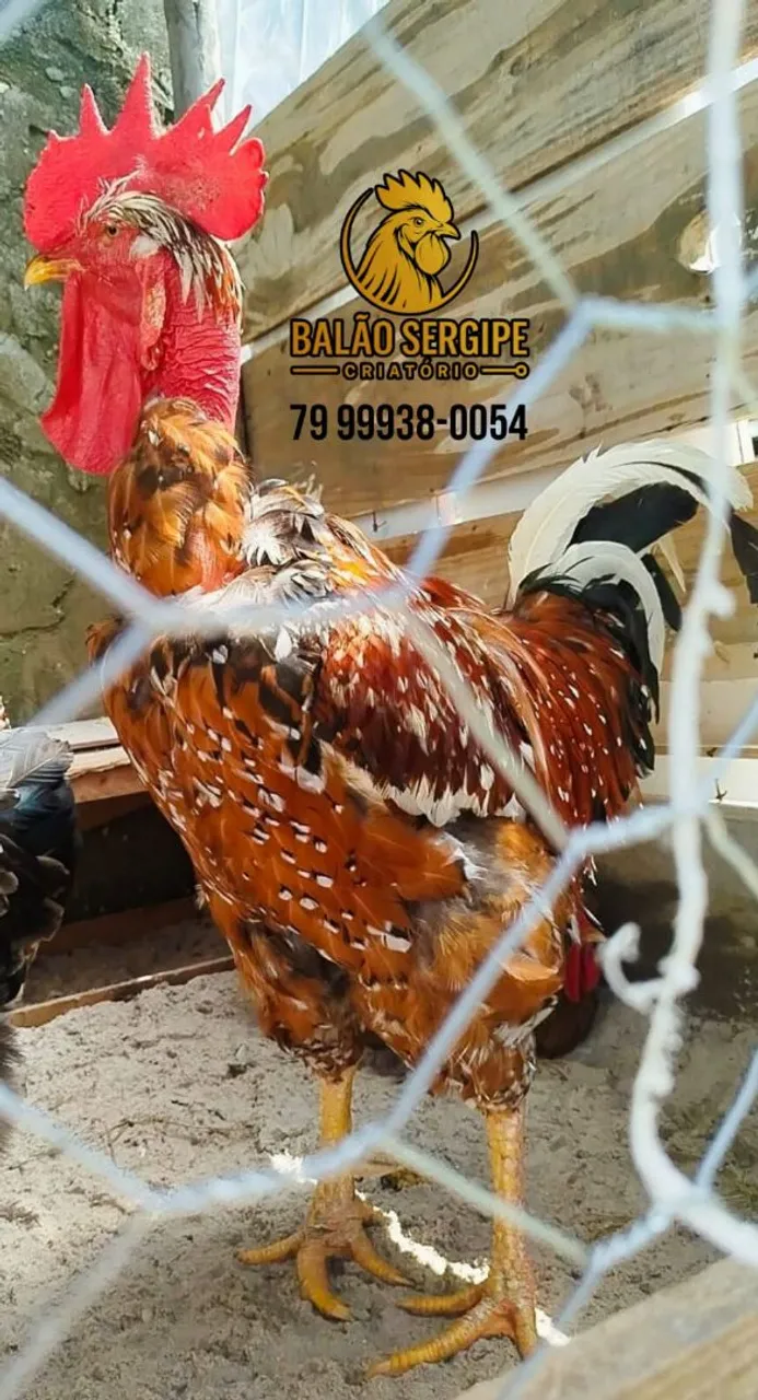 Galinha Balão Sergipana