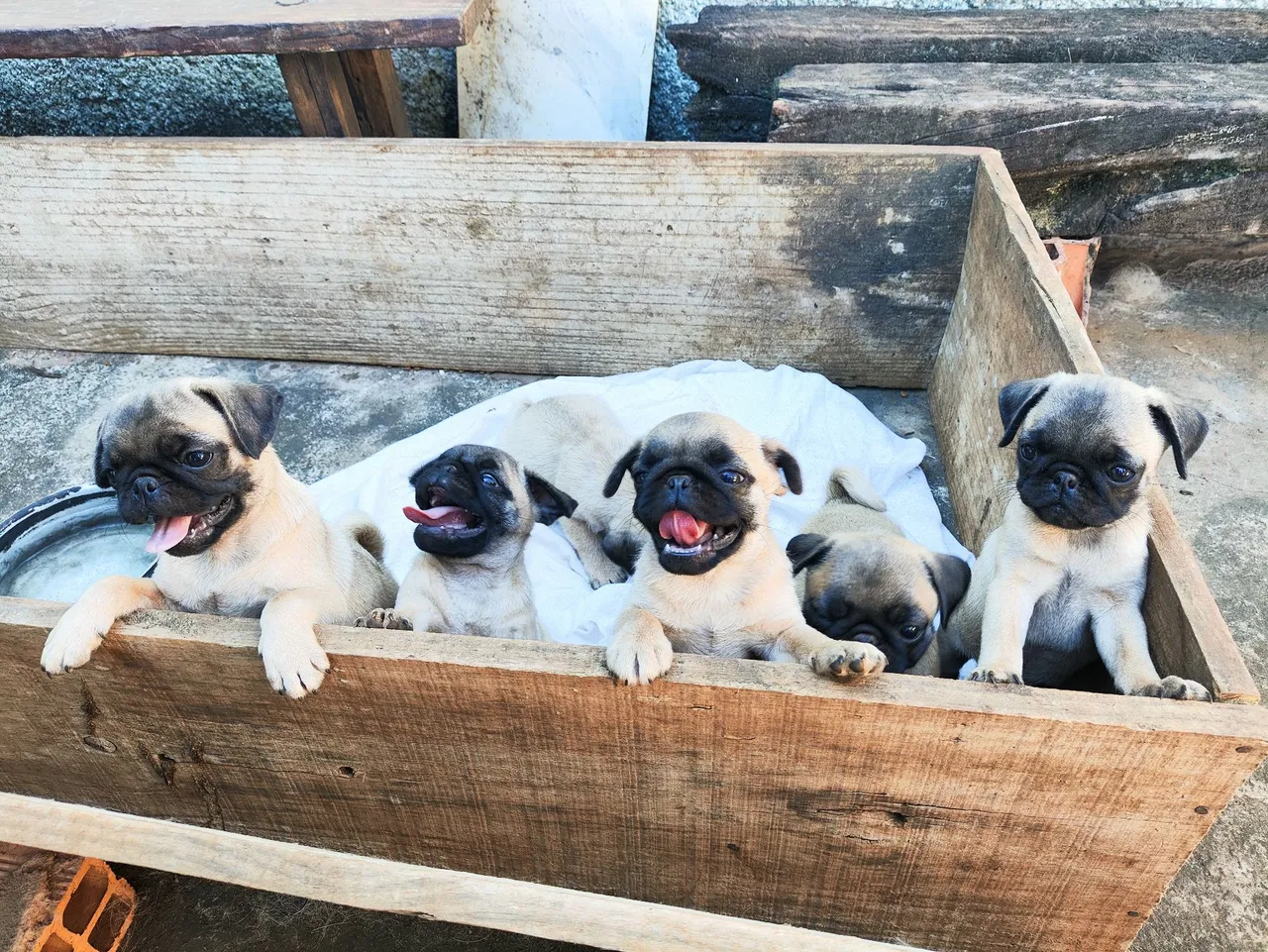 Filhotes de Pug