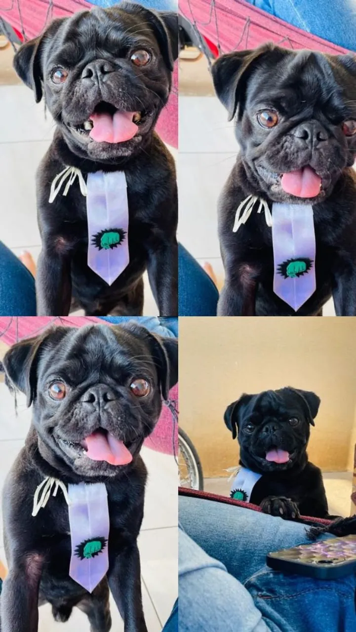 Pug macho a procura de uma namorada