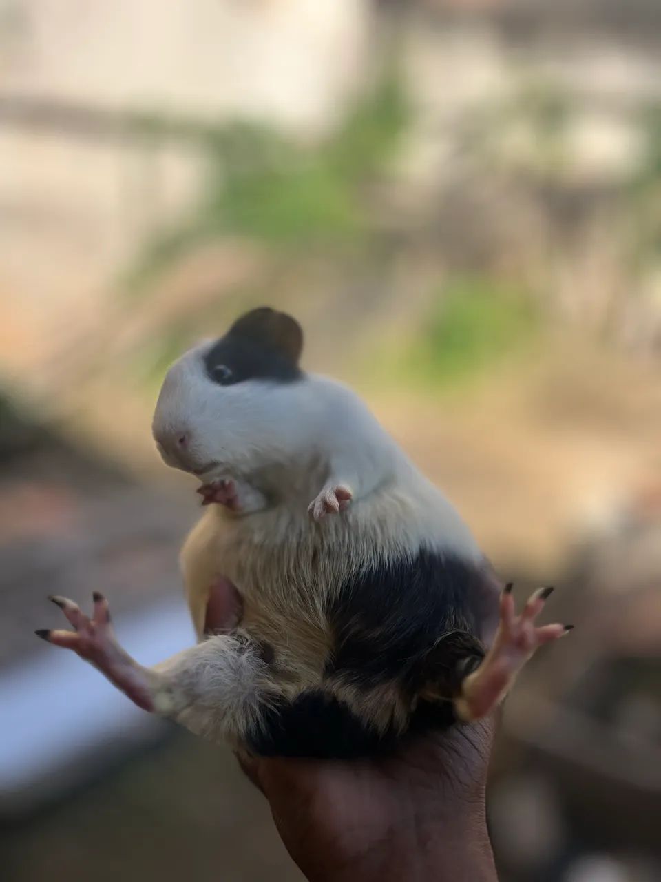 Porquinho da índia 64650777813378121