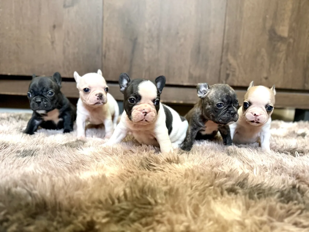 Filhotes de Bulldog Francês FÊMEAS