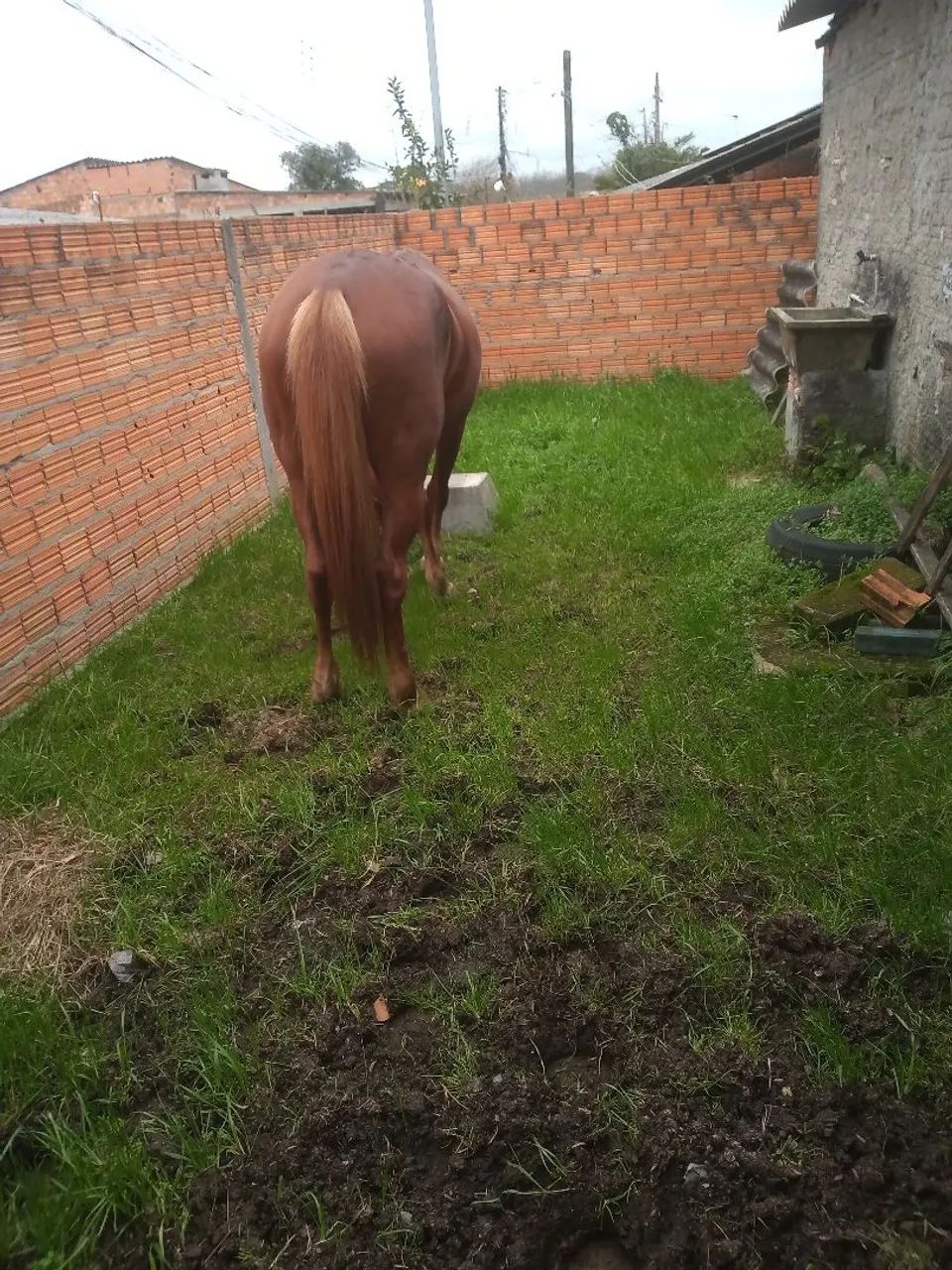 Égua quarto de milha com mangalarga  - Foto 3