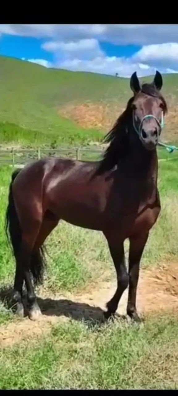 Vendo Cavalo Mangalarga - Foto 3