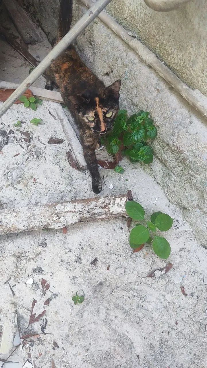 Gata para adoção  - Foto 2