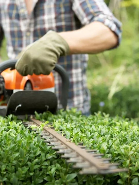 Manutenção em Jardim e Gramados! - Foto 2