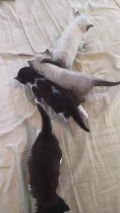 Doação de gatinhos filhotes - Entrega gratis [2 machos e 2 femeas]