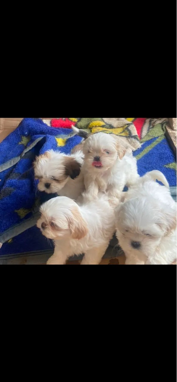 Filhotes de Shih Tzu - Lindos e Amorosos!