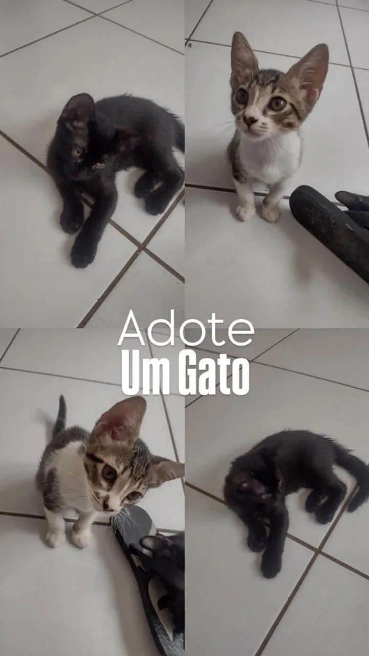 Gatinhos fofinhos para adoção!