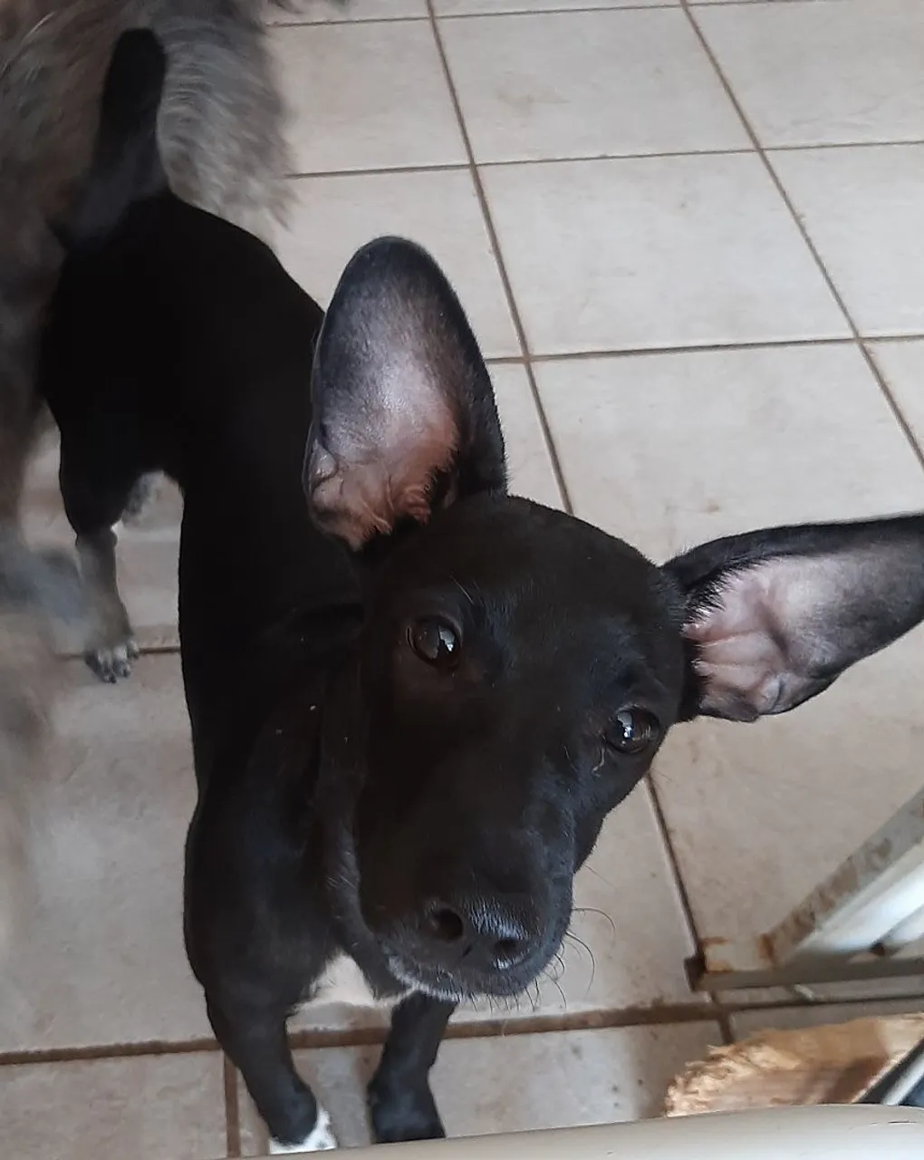 Cachorrinha filhote para doação 