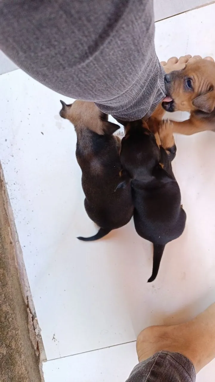Filhotes adoráveis para venda. Apenas macho.