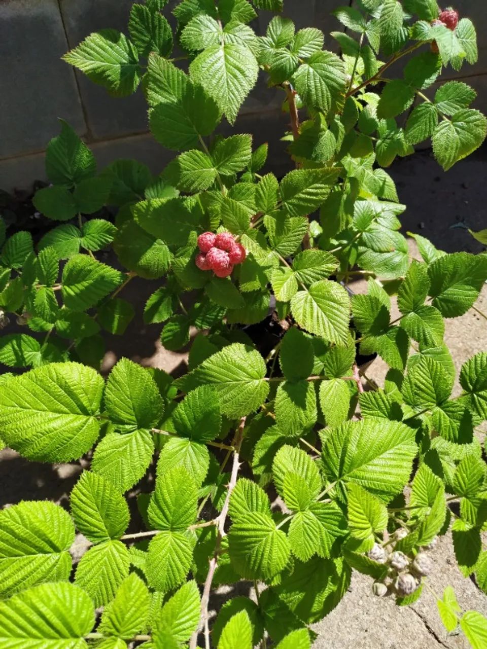 framboesa negra - Foto 2