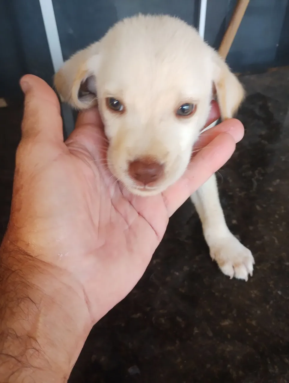 Filhote Labrador caramelo - macho