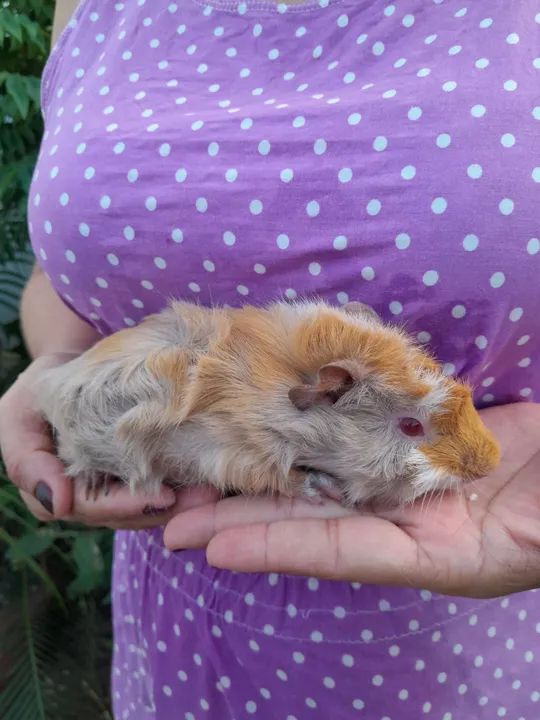 Filhote de porquinho da Índia- Macho único  - Foto 2