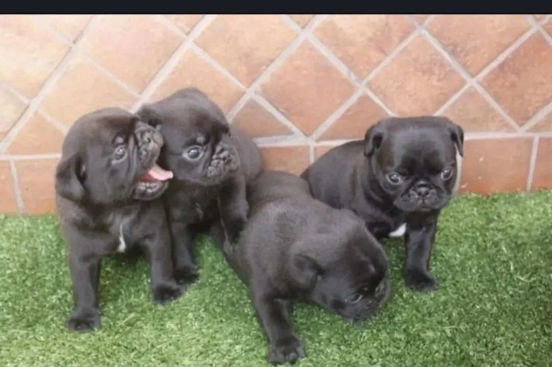 LINDOS FILHOTES DE PUG Black