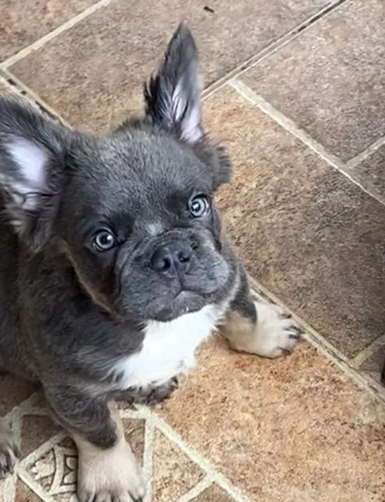 Bulldog Francês Fluffy - Macho 