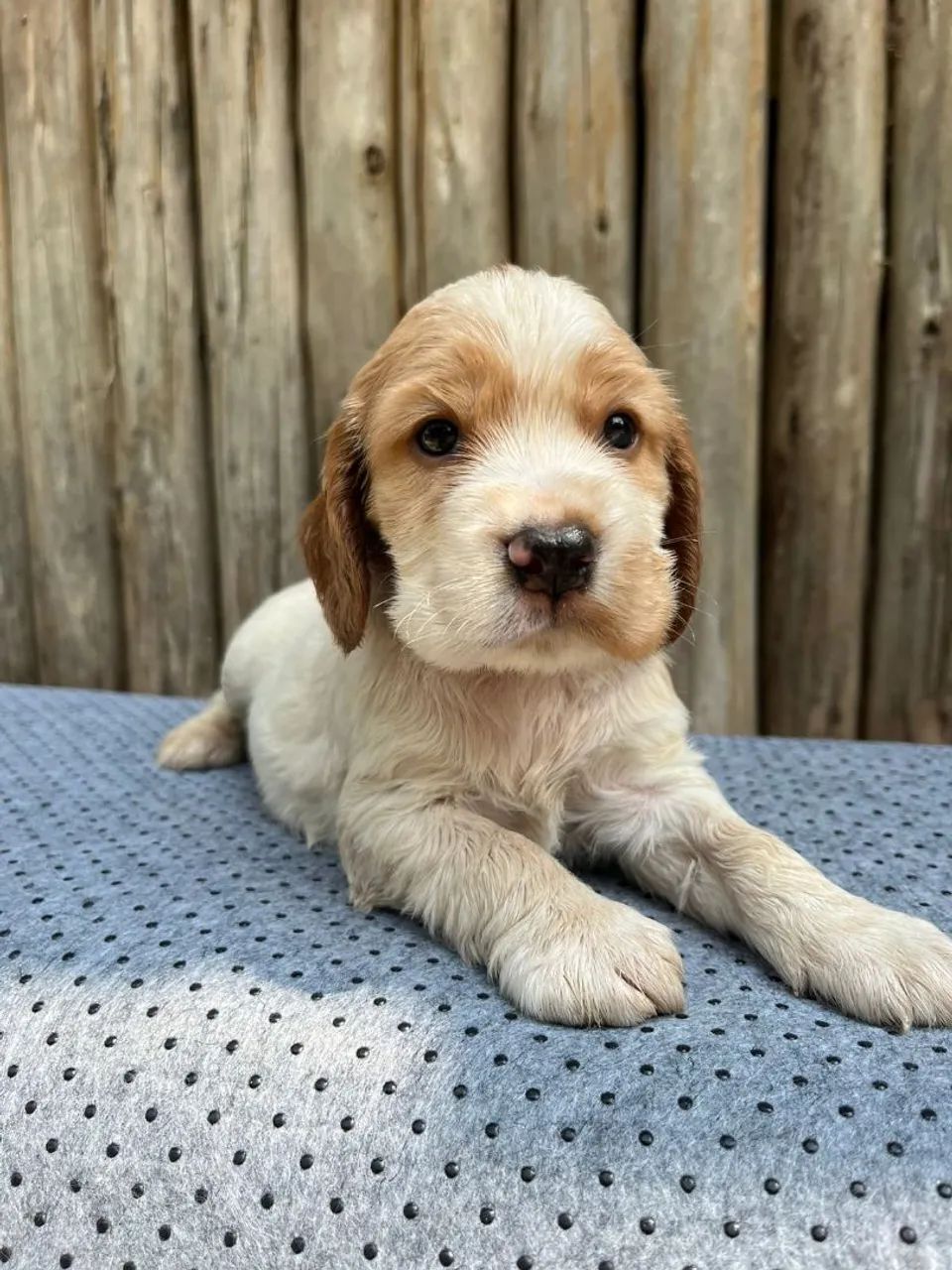 Cocker Spaniel macho branco e preto disponíveis 