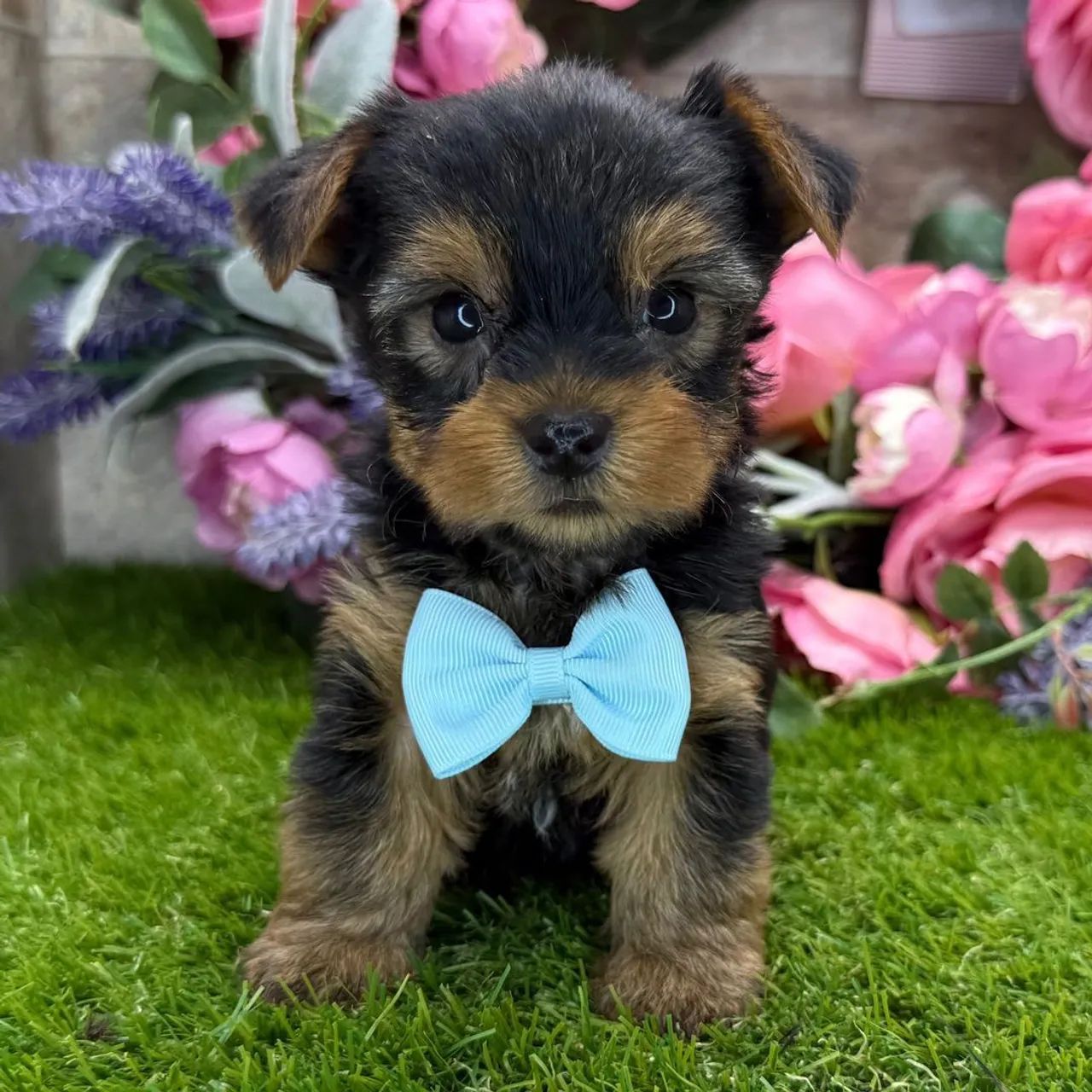 Yorkshire Terrier | Seu parceiro ideal 