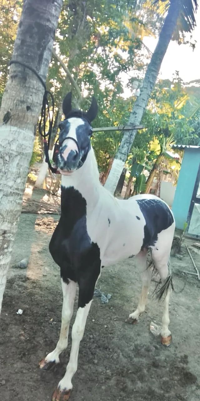 Cavalo pampa de preto Homozigoto - Foto 5