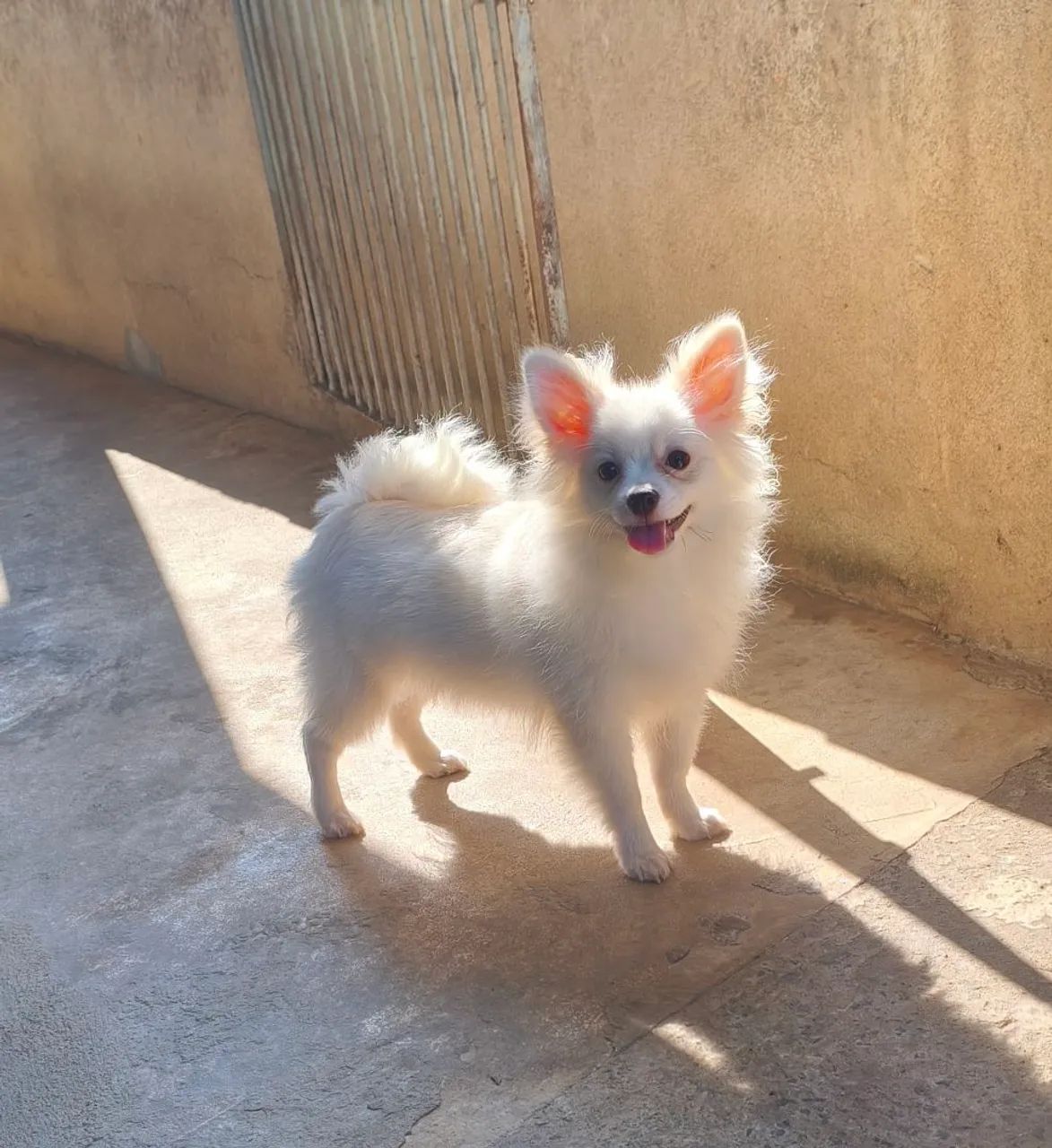 Spitz alemão macho  - Foto 4