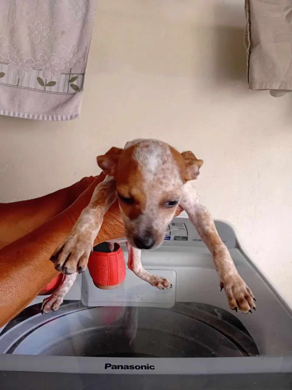 Vira lata pra doação - Foto 3
