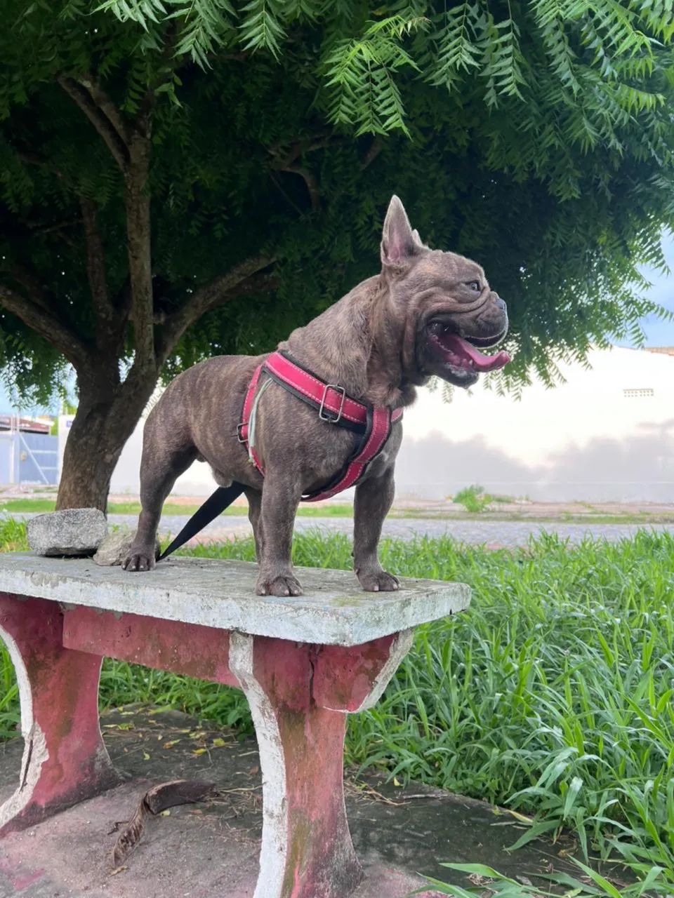 Buldogue Francês reprodutor #oportunidade - Foto 4