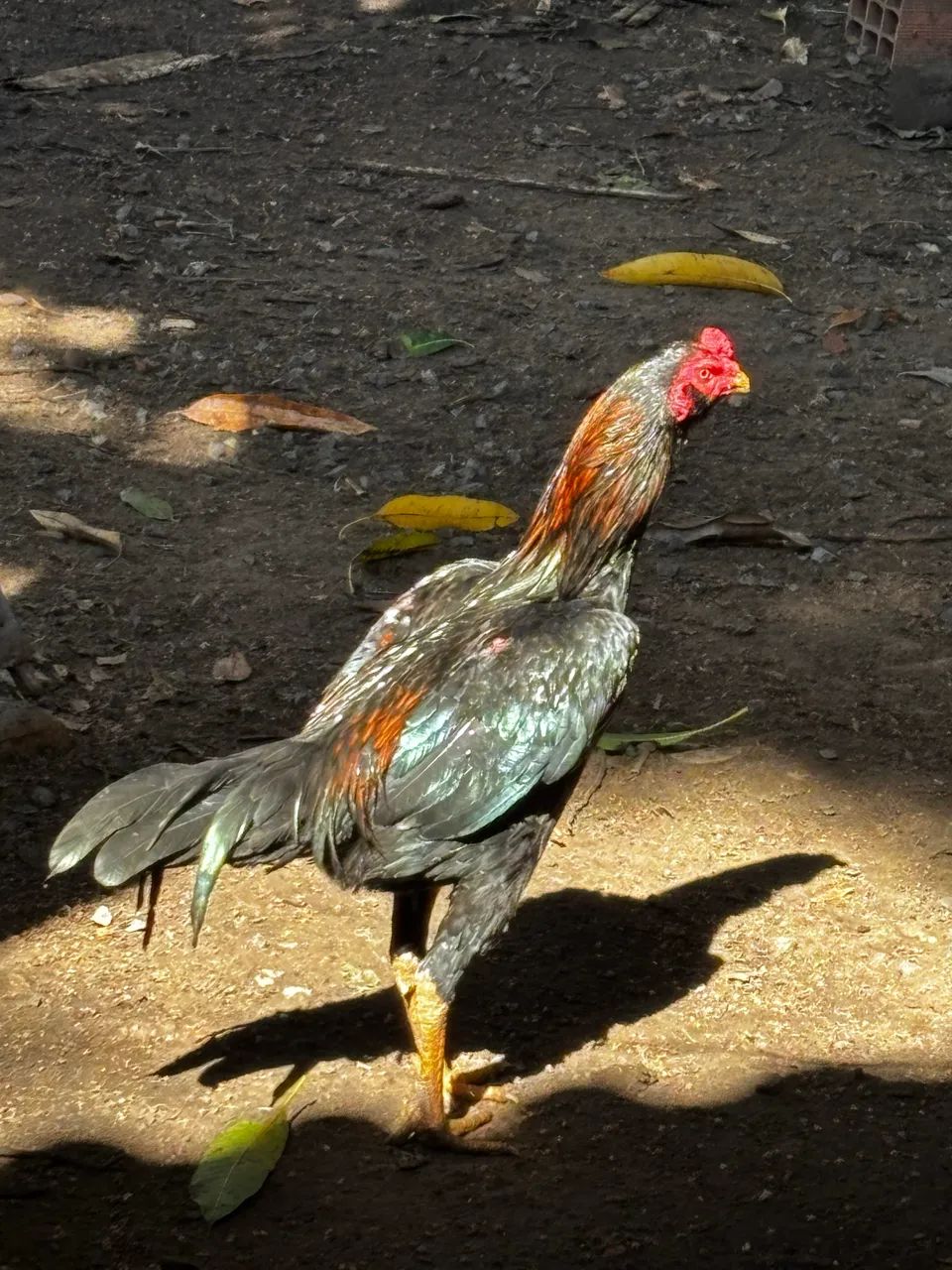 Frango índio