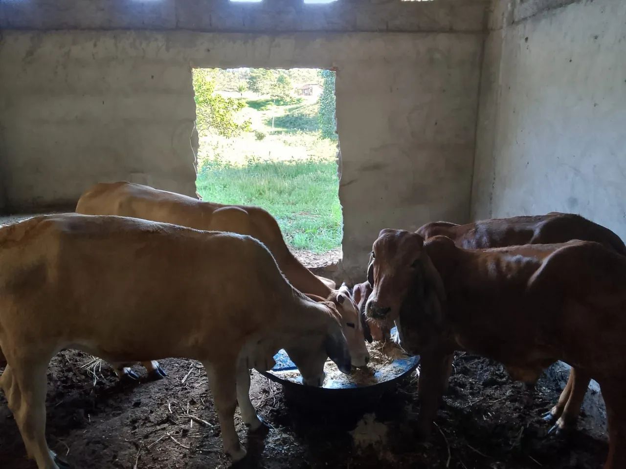 Vendo três nuvias e um garrote valor 8 mil  - Foto 3