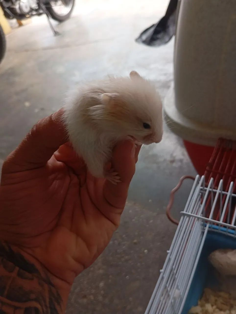 Hamster sírio  - Foto 2