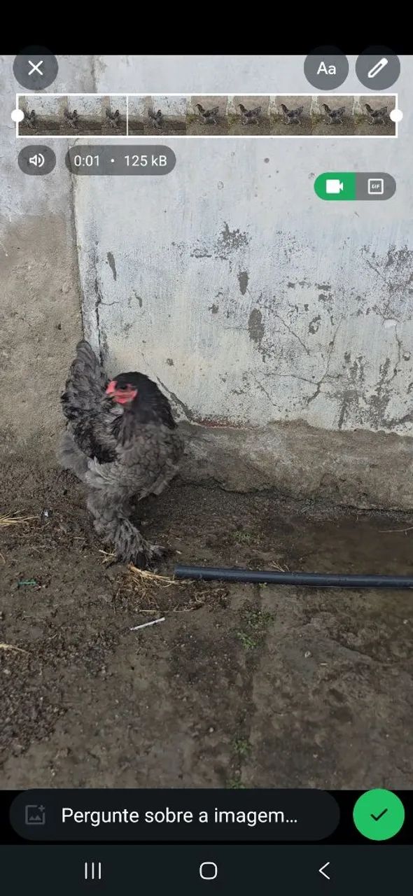 Galo brahma - Foto 2