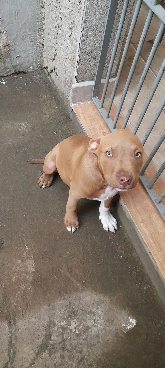 Pitbull macho 3 meses - Foto 2