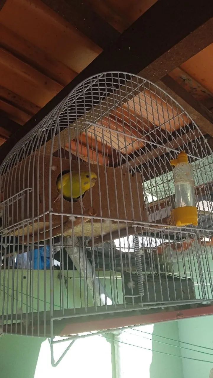 pets  - Foto 2