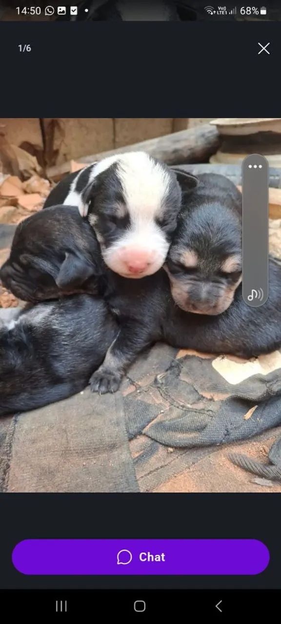Doação cachorros filhotes  - Foto 3