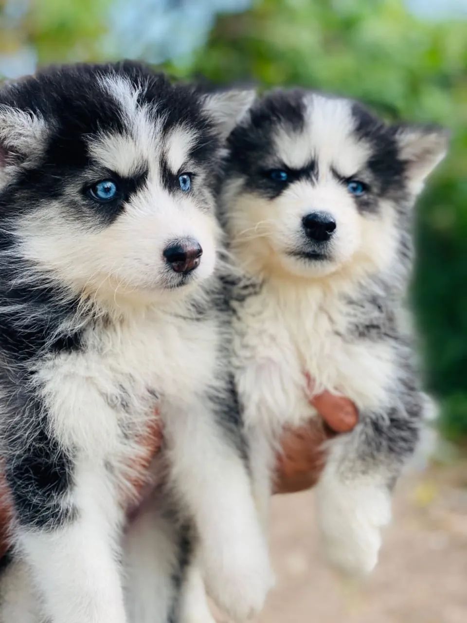 Husky Siberiano - Filhote Lindo