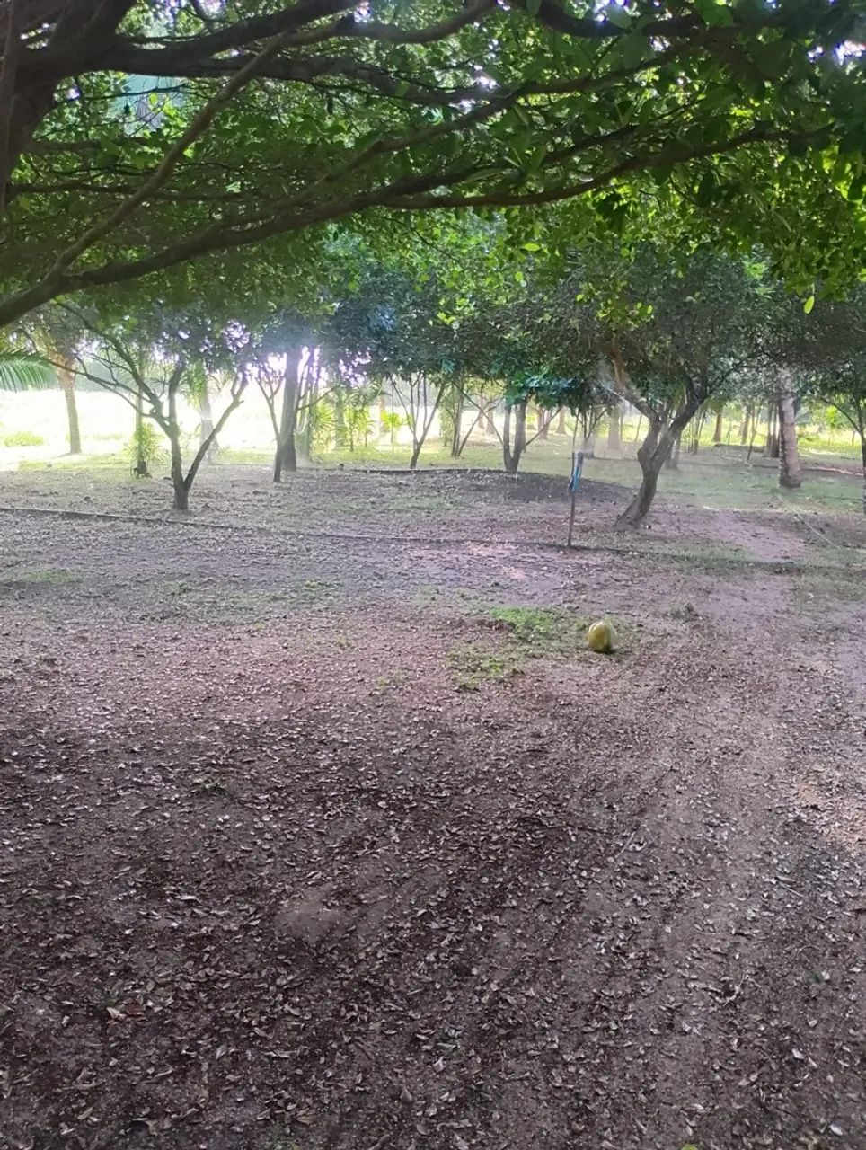 Vendo sítio na pindoba  - Foto 4