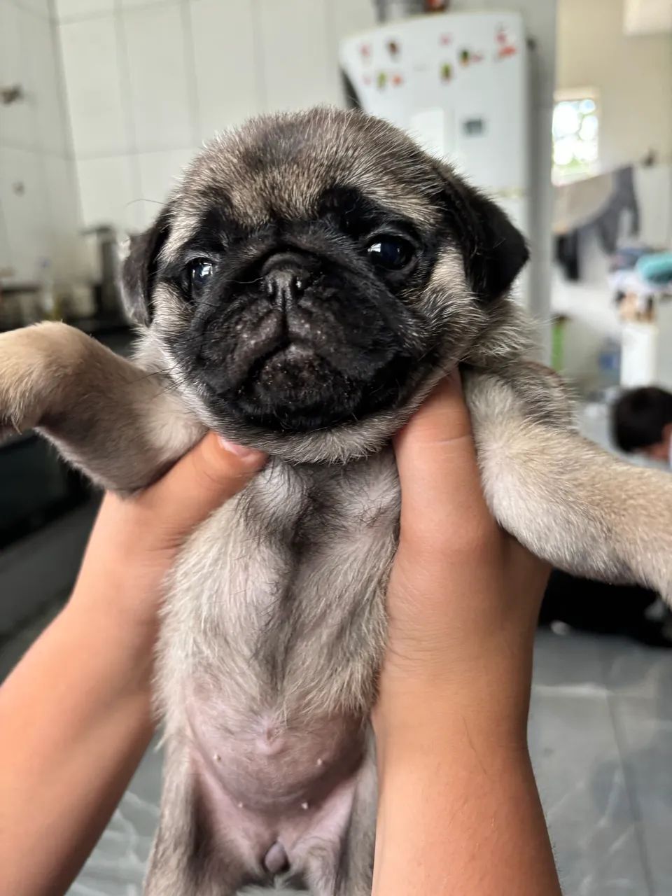 Filhote de Pug - Foto 3