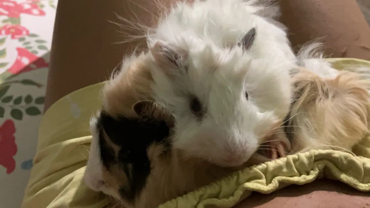 Porco da índia - Foto 5