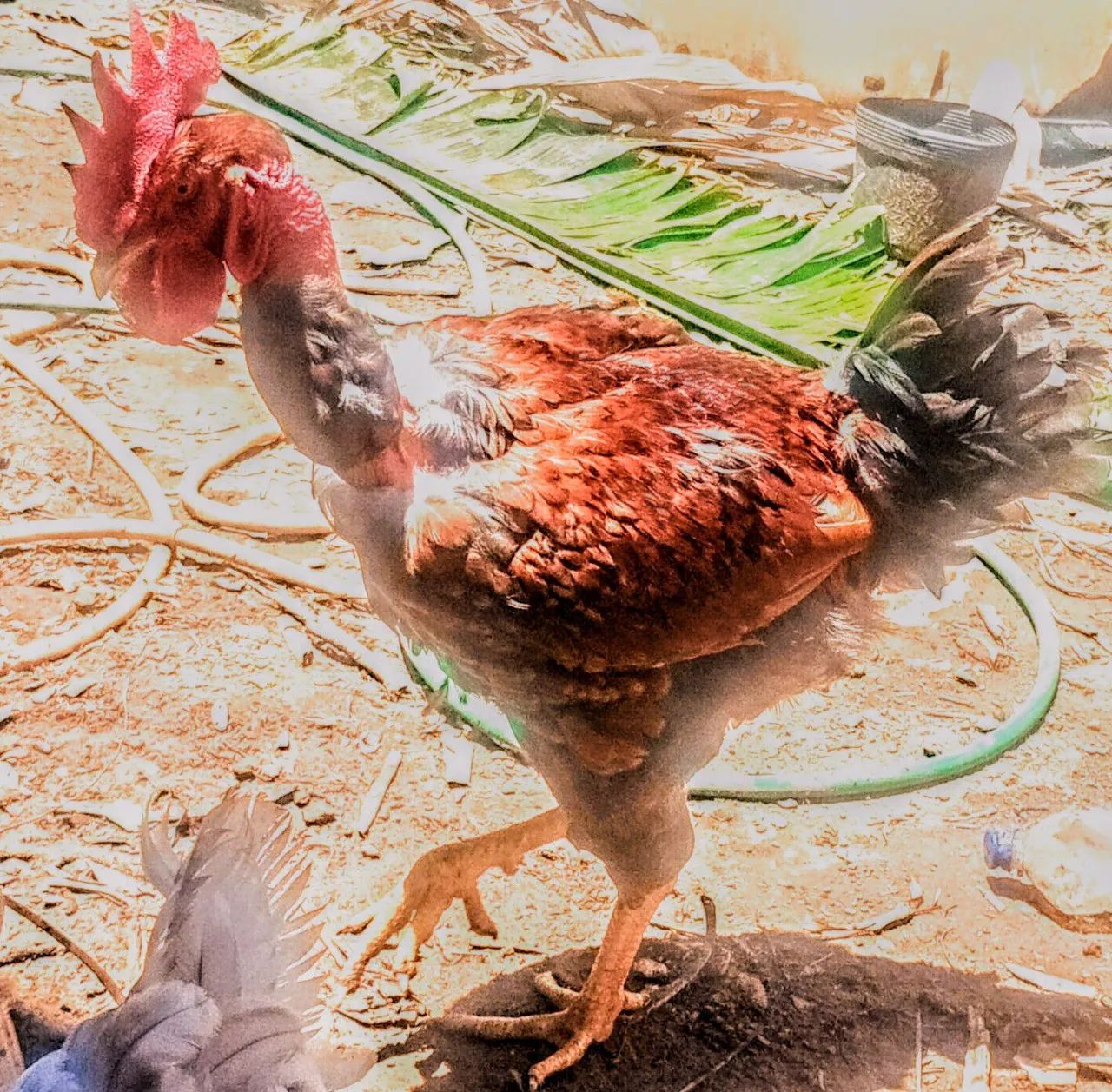 Vende-se matriz galinha GSB POLARCO E GSB TRADICIONAL. - Foto 3